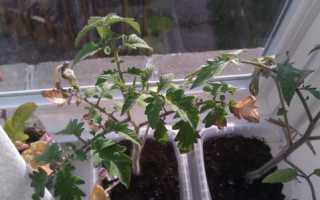 Почему сохнут листья на помидорах