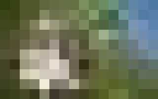 Садоводы делятся информацией почему яблоня не цветет