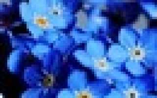 Особенности шляпочных грибов