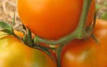 Самые скороспелые сорта томатов для теплиц