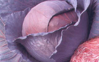 Описание капусты краснокочанной
