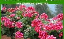 Чем полить герань чтобы листья не желтели