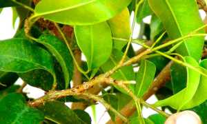 Болезни и вредители фикуса Бенджамина