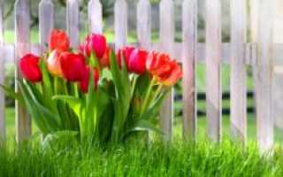 Когда и как правильно сажать тюльпаны?