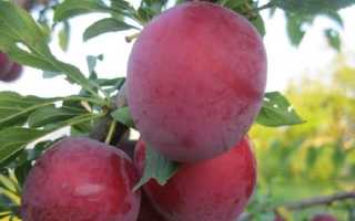 Сорта алычи для подмосковья