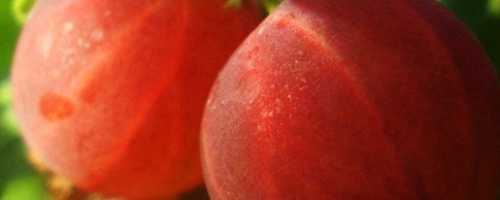 Нужно ли обрезать крыжовник осенью