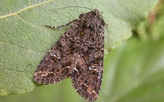 Капустная совка и фото ночной бабочки