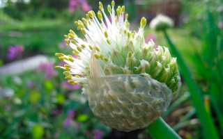 Лучшие сорта лук батун