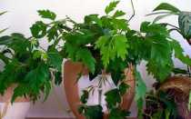 Почему сохнет березка комнатная