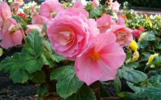 Как выкопать клубни бегоний на зиму