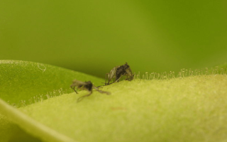 Хищные грибы кого они едят