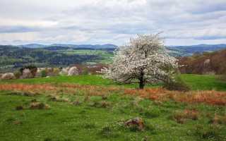Описание дерева вишня