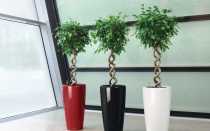 Какой цветок можно поставить в темный угол