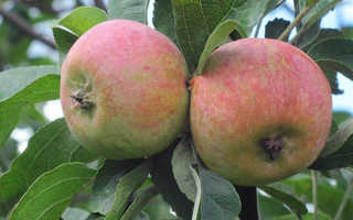 Сортовые особенности яблони коробовка