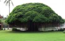 Фикус: особенности и родина происхождения