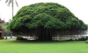 Фикус: особенности и родина происхождения