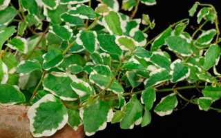 Особенности и выращивание фикуса «Пумила Уайт Санни»