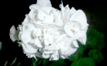 Комнатные растения герань уход и размножение