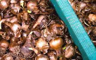 Луковичные о рекомендуемых сроках и глубине посадки